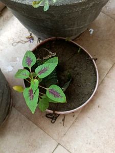 Two Shanil Plant With Root
