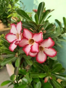 Adenium Plant