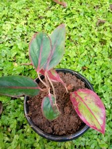 Aglonema Red