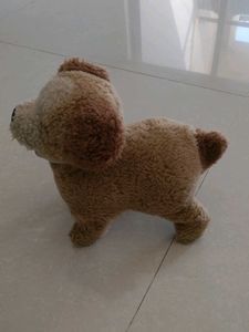 Dog teddy