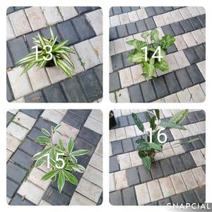You Can Select 10 Live Root Plants
