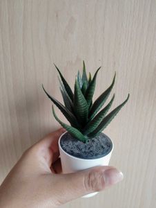 Artificial Succulent✨