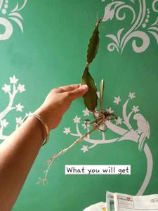 Red Dragon Fruit Plant (Bare Rooted)