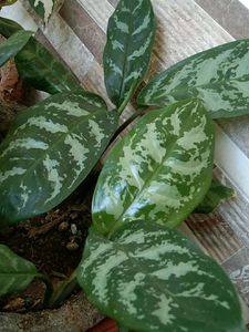 Combo plants @150