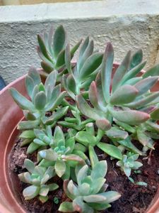Succulent+ Free Turtle Vine