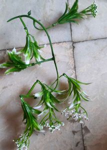 Two Different Hanging Creepers
