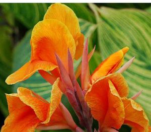 11 Plants In Offer Only Coins