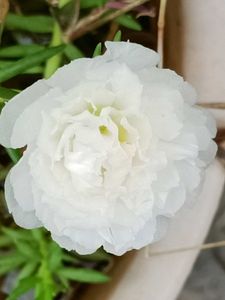 Portulaca Cuttings