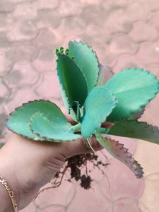 Mother Of Thousands Plant