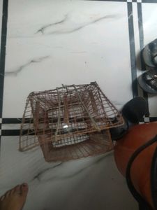 Rat Chatch  Net