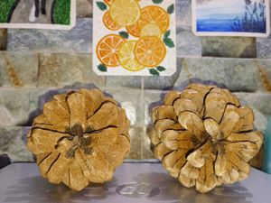 Natural Pine Cones New ( Fresh )Set Of 3