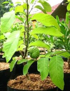 Green Custard Apple Plant, Papaya Tree