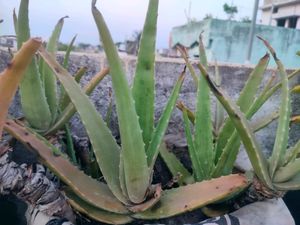 Aloevera Saplings