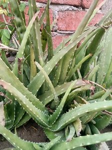 Aloevera Plant