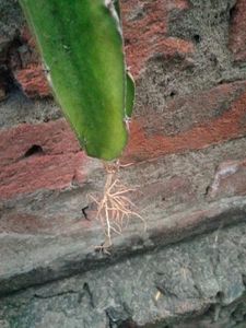 Dragon Fruit Cuttings and with roots combo.