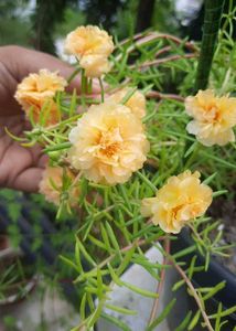 Combo Of Portulaca