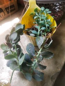 Live Full Pot Kalanchoi Plant With Root