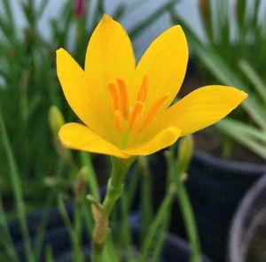 Aprajita, Sunflower, Rain Lily Plant Seed