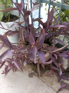 Purple Heart Plant