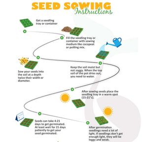 Broccoli Seeds हरी गोभी/ब्रोकली के बीज)