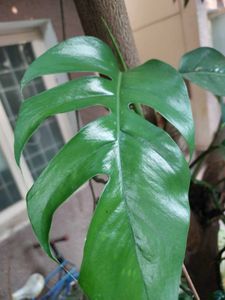 Rhaphidophora Tetrasperma