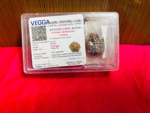 2 mukhi rudraksha