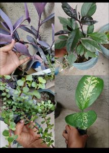 Any 10 Plant Combo