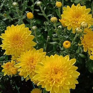 Colourful Chandramallika Live Plant...Pack Of 4