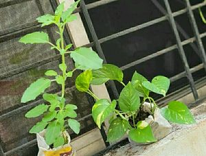 Set 2 Tulasi & Monet Plant