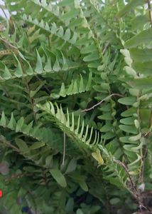 Fern Plant