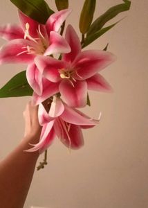 New Calla Lilly Flower Bunch