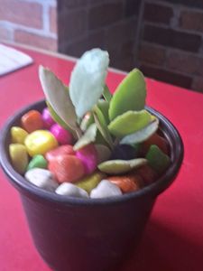 Adorable Potted Succulent with Colorful Stones