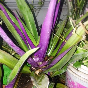 Beautiful Purple Plants