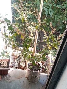 Holy Basil (Tulsi) Seeds