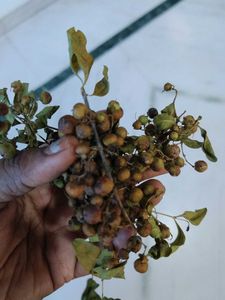 mehandi plant seeds