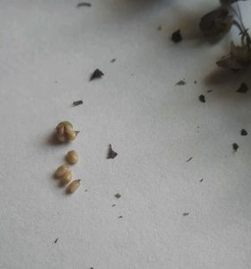 Basil Tulsi Seeds