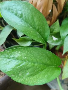 Two Varieties Of Money Plant (Cutting,Three Each)