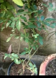 Miniature Rose Plant Cuttings