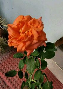 Set 2 Beautiful Sewanti  &amp; Gulab Plants