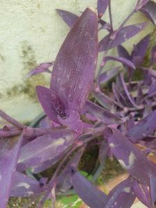 Purple Heart Plant