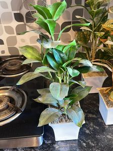Artificial Plants
