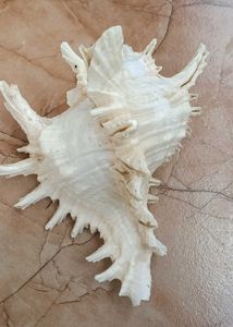 Shank Or Sea Decoration