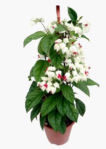 BLEEDING HEART Plant Pack Of 1