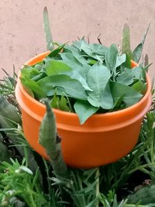 Henna Leaves ,Stems,Seeds Also Available Combo