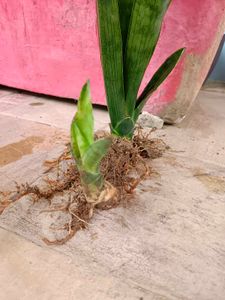 Snake Plant