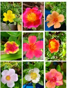 Sindrella &amp; Moss Rose Cuttings
