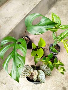 Assorted Houseplant Bundle