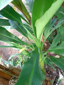Banana Plant