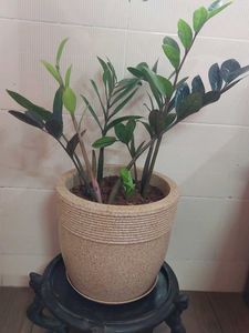 Air Purifying ZZ Plant