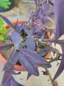 Rich Show Plant Big Size.